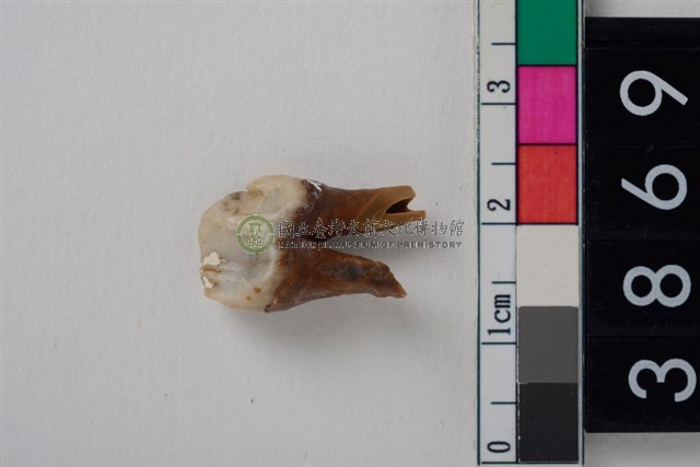 豬右下顎第3前臼齒