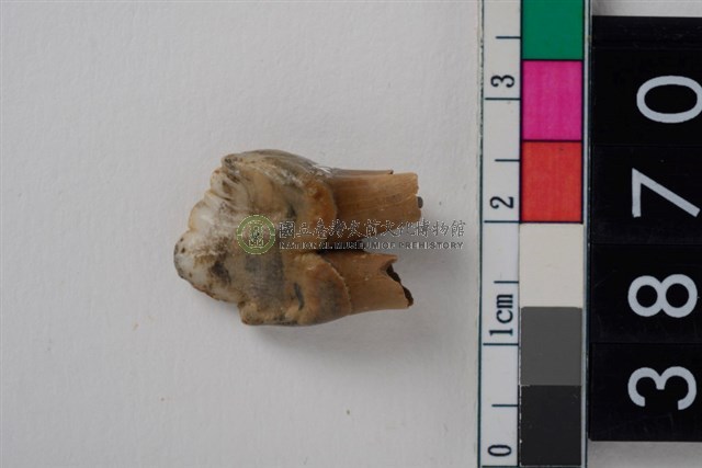 豬右下顎第3前臼齒