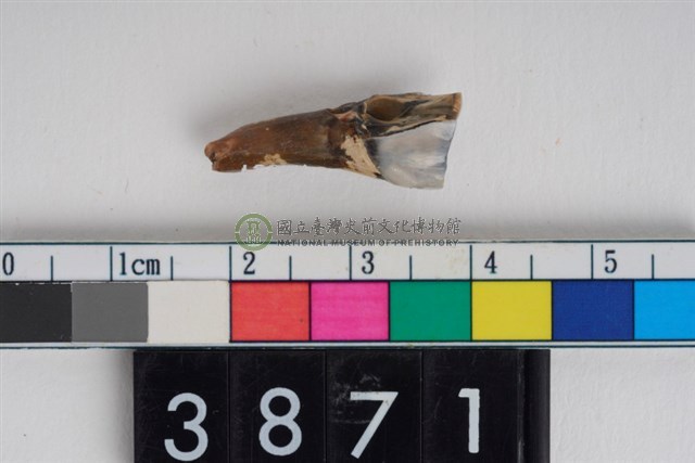 豬右下顎第3前臼齒