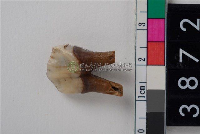 豬右下顎第4前臼齒