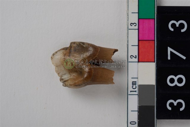 豬右下顎第3前臼齒