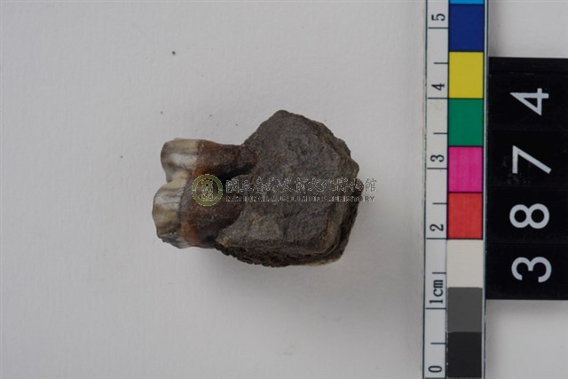 豬左下顎第1大臼齒