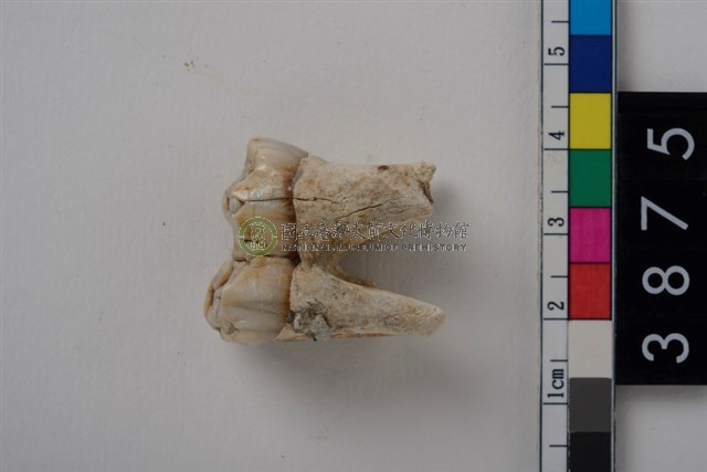 豬左下顎第2大臼齒