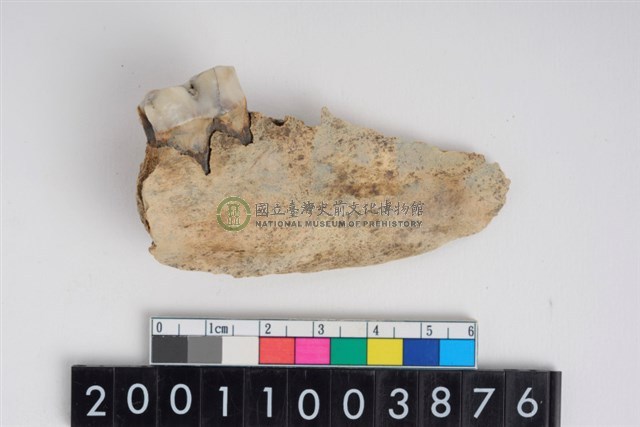 豬左下顎第2大臼齒