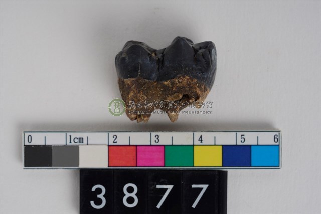 豬左下顎第2大臼齒