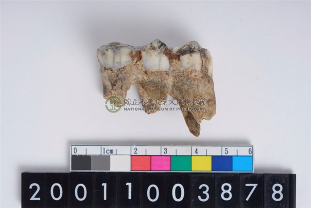 豬左下顎第3大臼齒