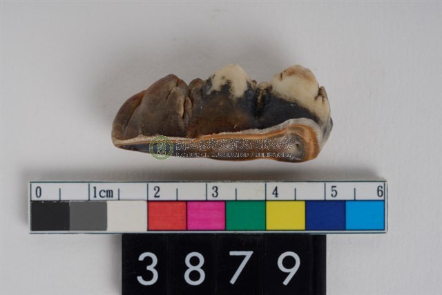 豬左下顎第3大臼齒