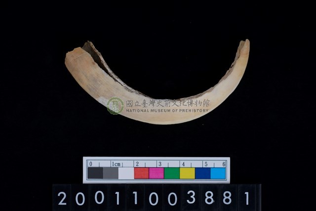 公豬左下顎犬齒