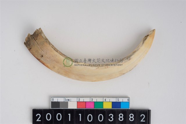 公豬左下顎犬齒