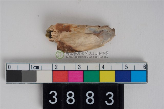 母豬左下顎犬齒