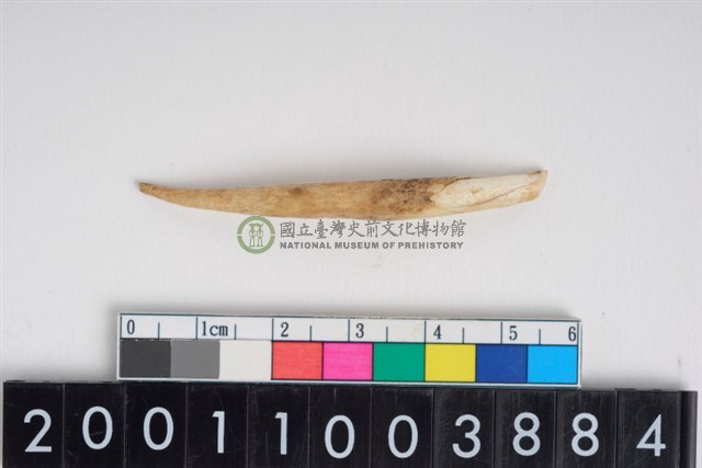 豬左下顎第2乳門齒