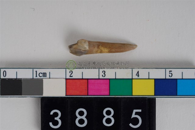 豬左下顎第3乳前臼齒