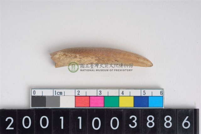 豬左下顎第1門齒