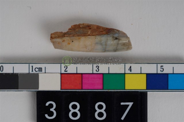 豬左下顎第1門齒