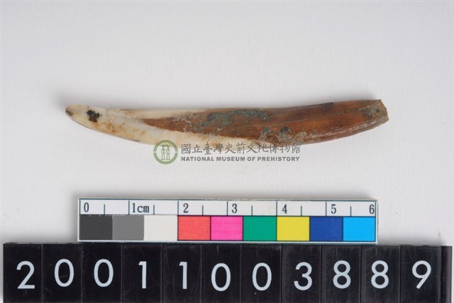 豬左下顎第1門齒