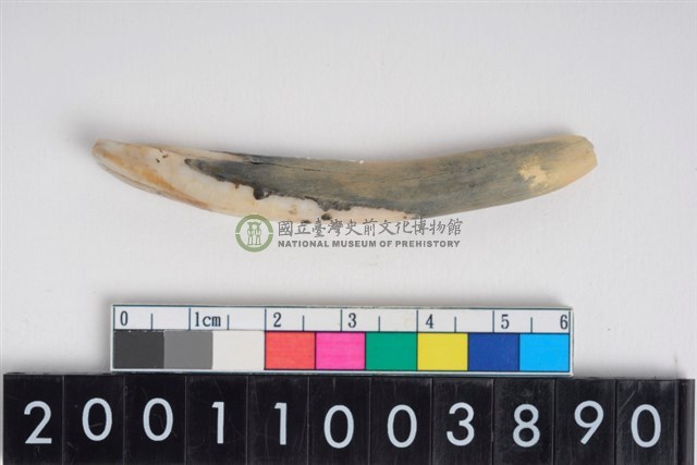 豬左下顎第1門齒