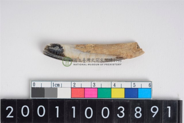 豬左下顎第1門齒