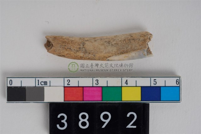 豬左下顎第1門齒