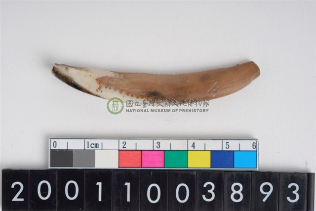 豬左下顎第1門齒