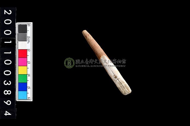 豬左下顎第1門齒