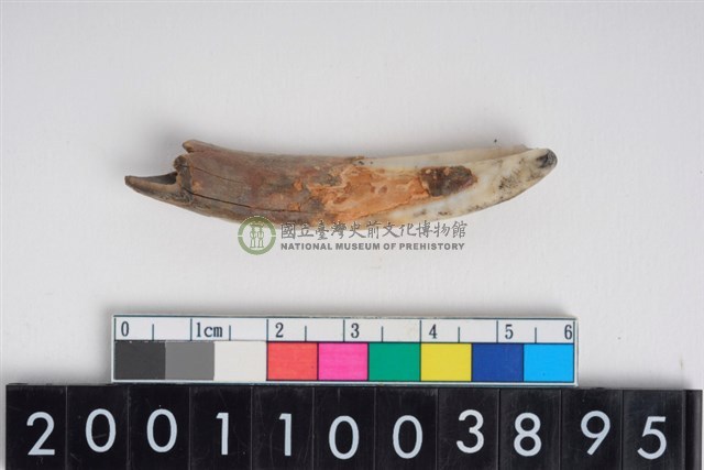 豬左下顎第2門齒