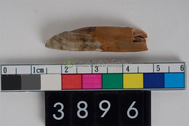 豬左下顎第2門齒