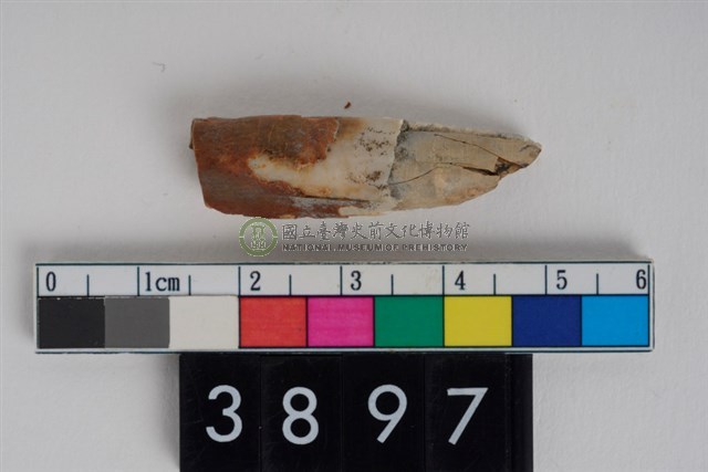 豬左下顎第2門齒