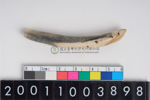 豬左下顎第2門齒