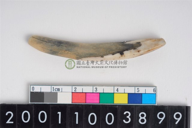 豬左下顎第2門齒