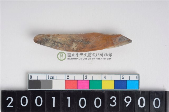 豬左下顎第2門齒