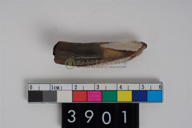 豬左下顎第2門齒