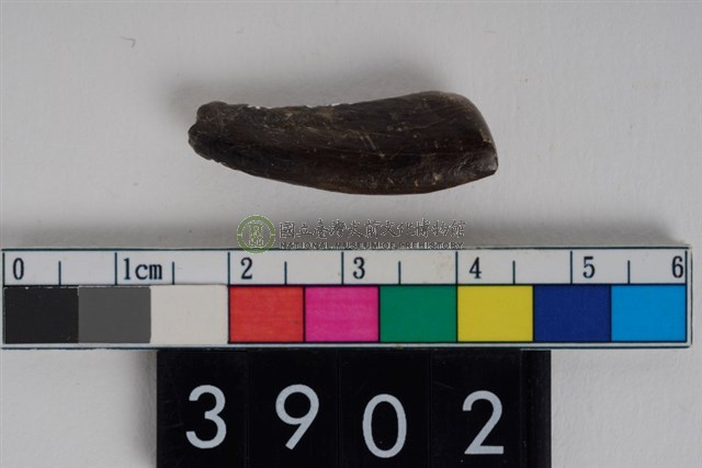 豬左下顎第2或第3門齒