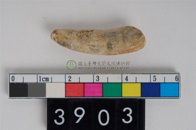 豬左下顎第2門齒