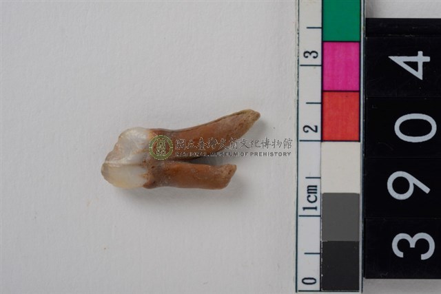 豬左下顎第1前臼齒