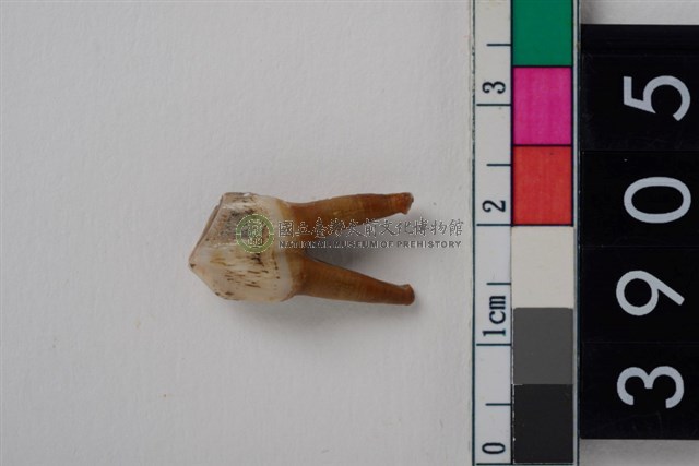 豬左下顎第2前臼齒