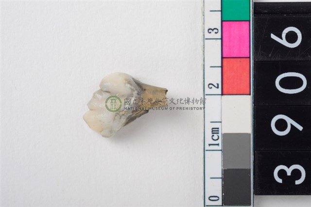 豬左下顎第3前臼齒