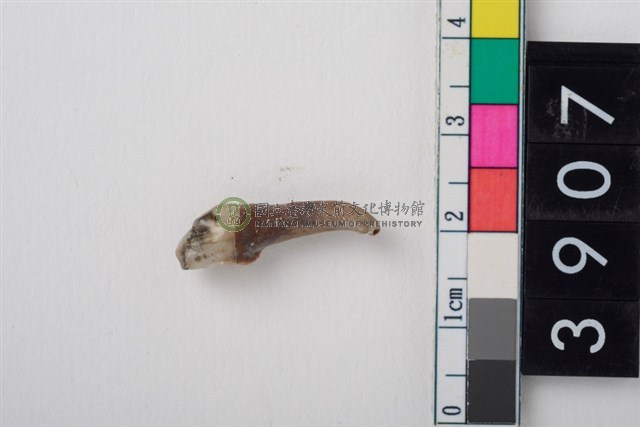 豬左下顎第3前臼齒