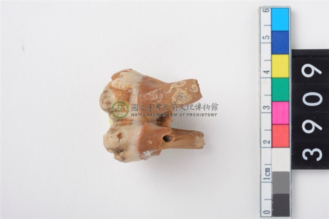 豬右上顎第2大臼齒