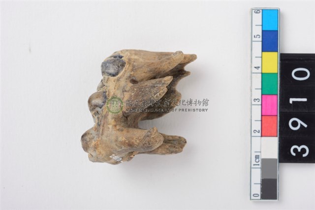 豬右上顎第3大臼齒