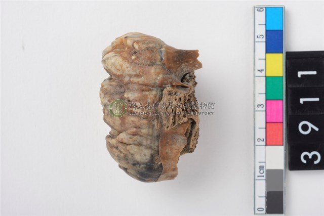 豬右上顎第3大臼齒