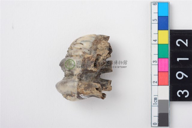 豬右上顎第3大臼齒