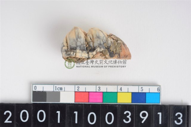 豬右上顎第3大臼齒