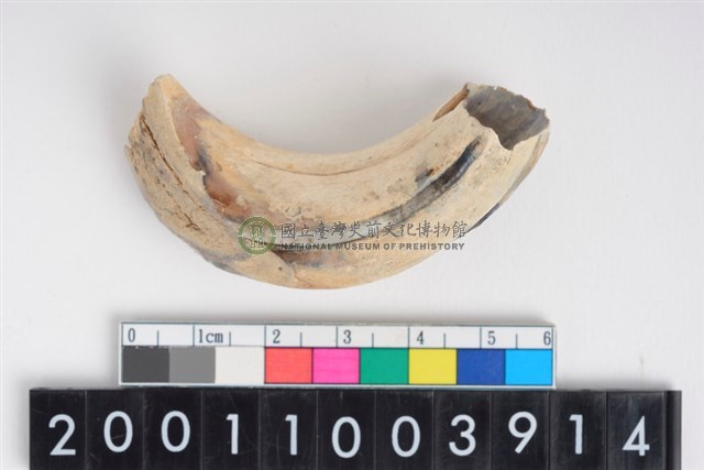 公豬右上顎犬齒