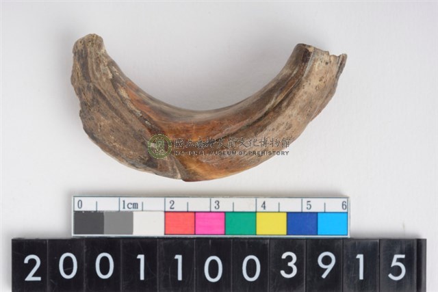 公豬右上顎犬齒