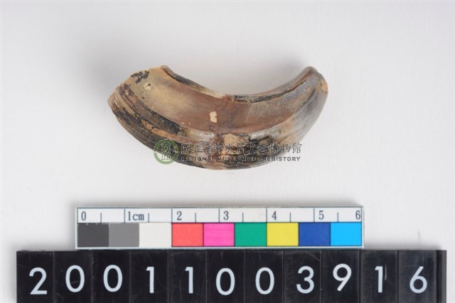 公豬右上顎犬齒