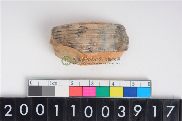 公豬右上顎犬齒