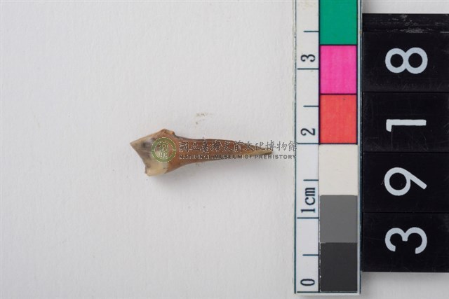 豬右上顎第2前臼齒