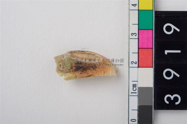 豬右上顎第1門齒