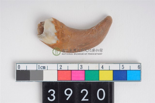 豬右上顎第1門齒