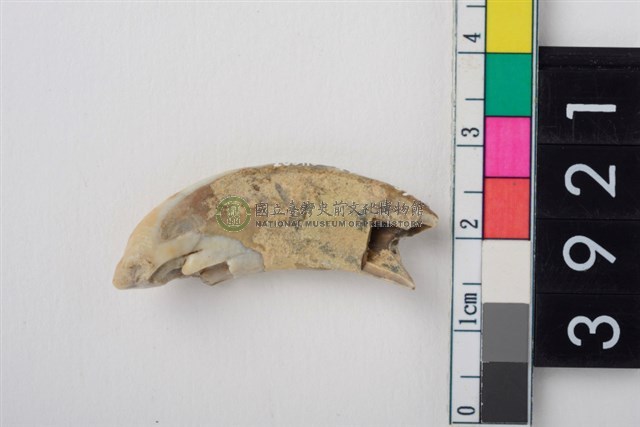 豬右上顎第1門齒